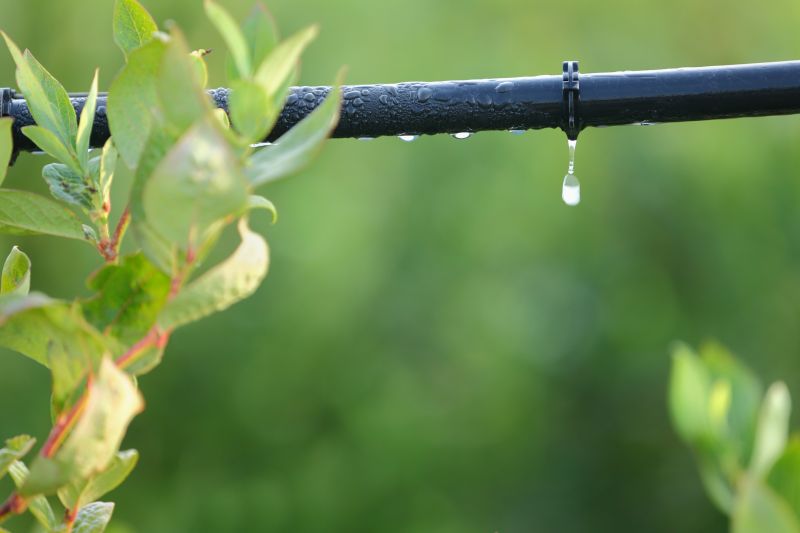Completed Drip System in a Garden